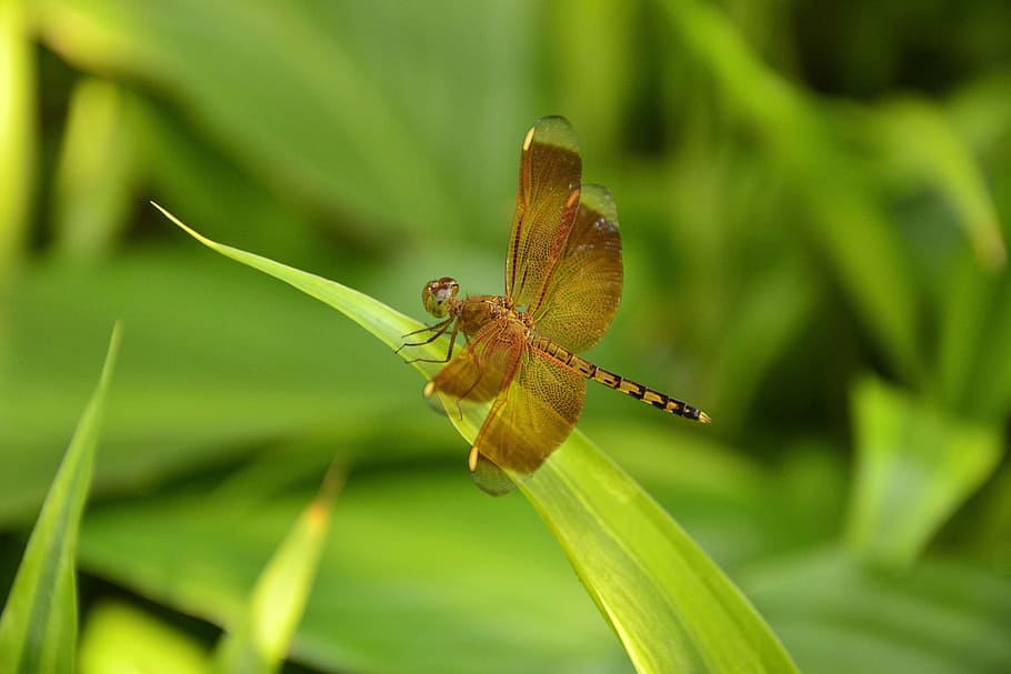 insects, fly, dragonfly, nature, wildlife, bug, wings, green HD wallpaper