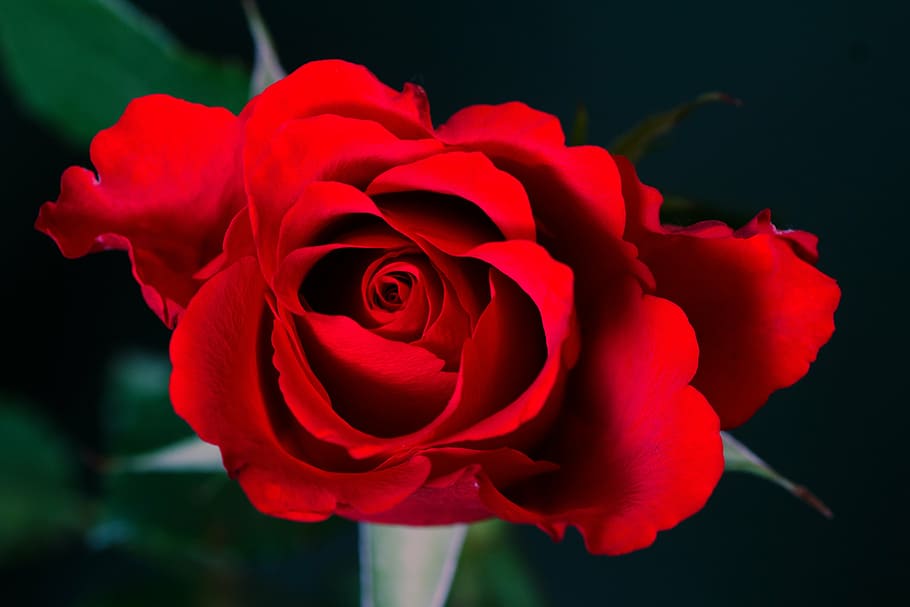rose, macro, red, close, flower, flowering plant, beauty in nature HD wallpaper