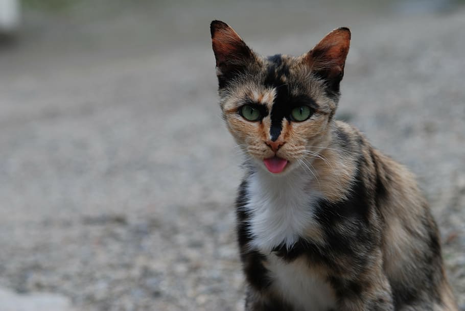 cat, cute, rust, rust cat, one animal, front, female cat, japan cat HD wallpaper
