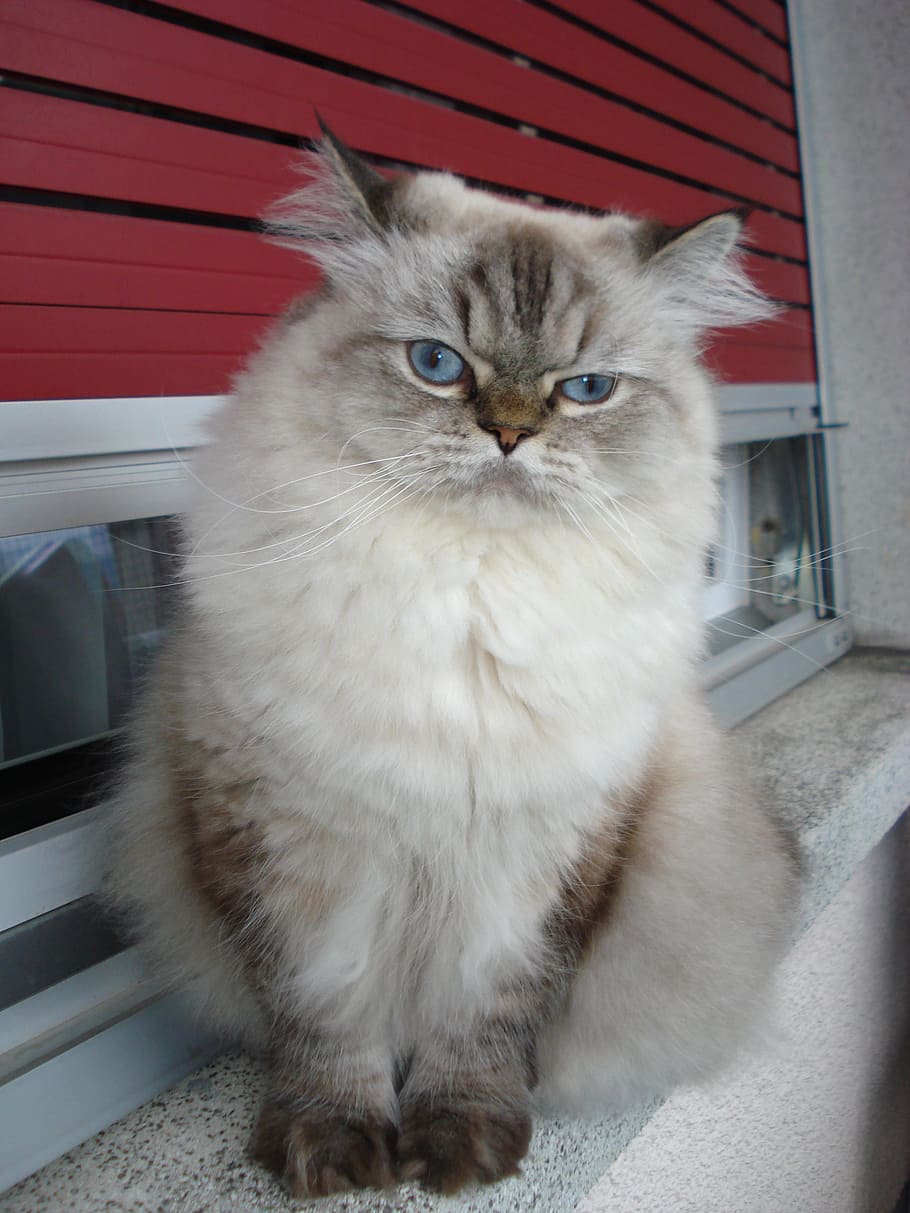 cat, persian, blue eyes, good looking, domestic, domestic cat, HD wallpaper