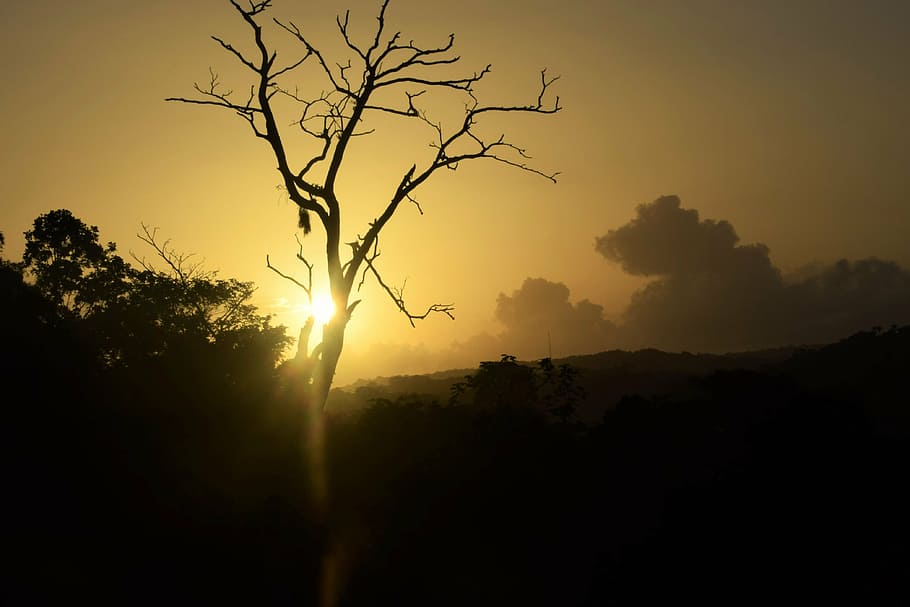 sunrise, tree, black, sky, landscape, nature, silhouette, sunset HD wallpaper