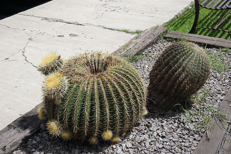 Cactus, Plants, Desert, Cacti, no people, nature, close-up HD wallpaper