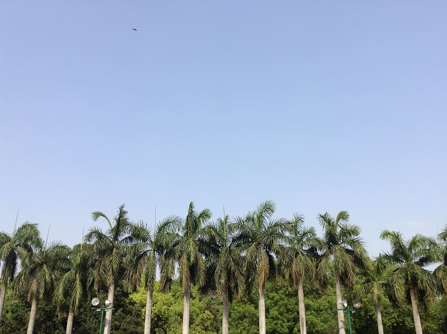 palm trees, sky, nature, green, outdoor, plant, copy space HD wallpaper