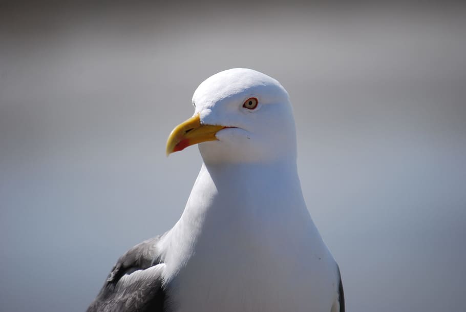 seagull, animals, nature, bird, wildlife, wild animal, ornithology HD wallpaper