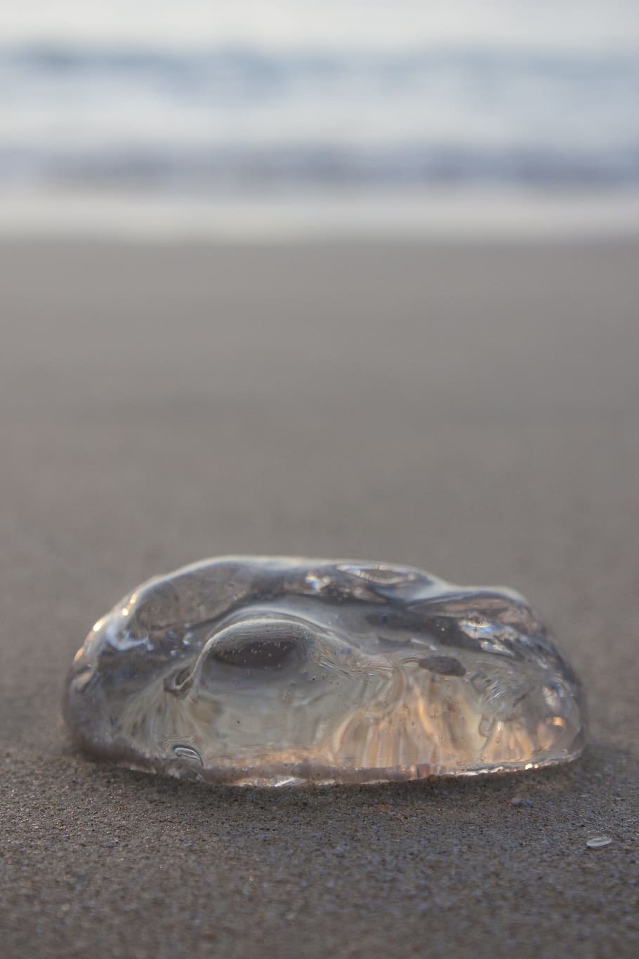 beach, jellyfish, lima, animal, animal themes, animal wildlife HD wallpaper