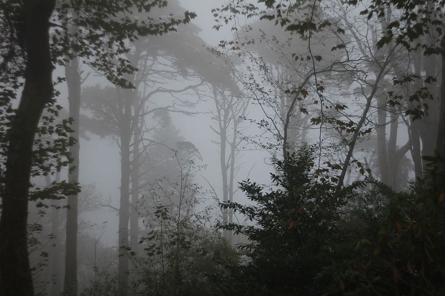 dark, forest, trees, plants, fog, beauty in nature, tranquility HD wallpaper