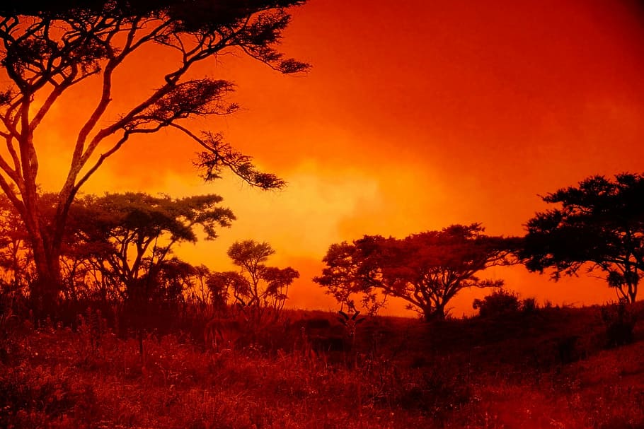 trees and grass at daytime, sunset, africa, landscape, red, setting sun