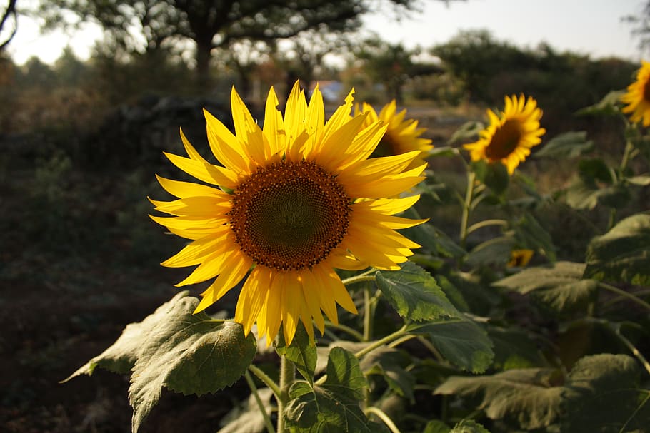 sunflower, dallight, yellow, flowering plant, growth, freshness HD wallpaper