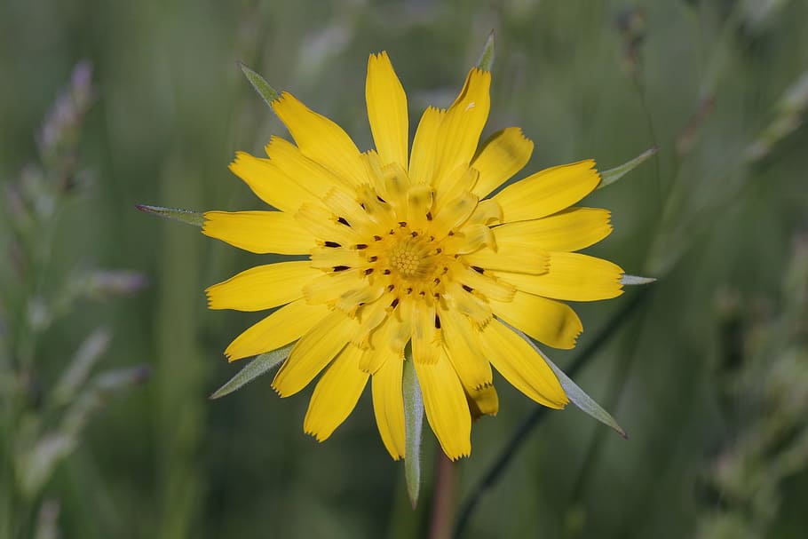yellow, flower, sharp, the petals, single, meadow, grass, macro HD wallpaper