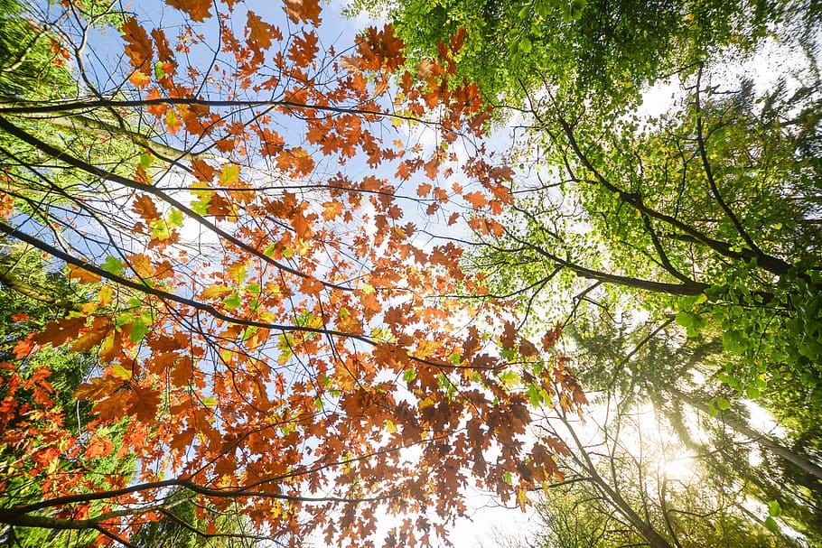 sun, burst, forest, light, sunlight, shine, ray, sunshine, bright HD wallpaper