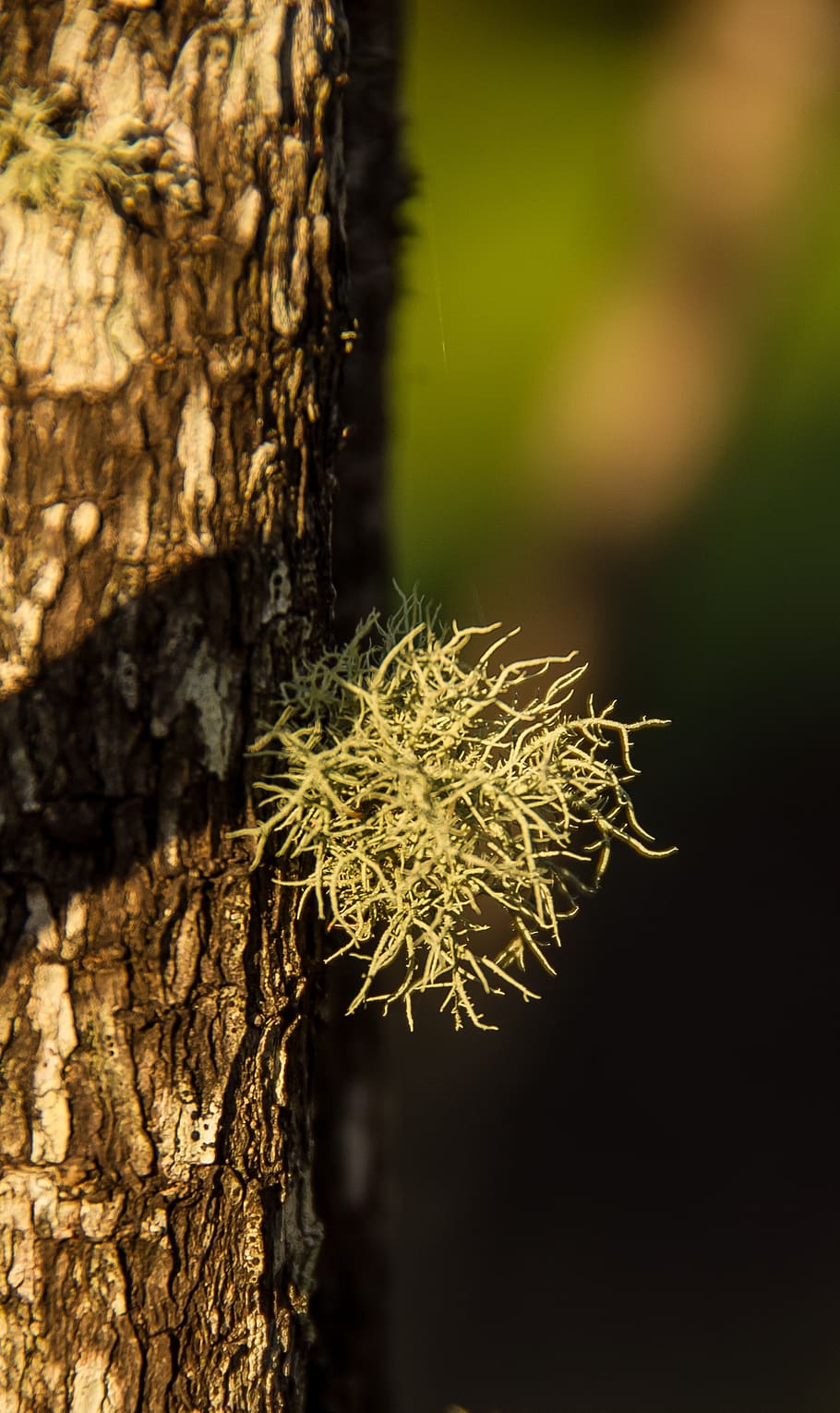 lichen, green, delicate, feathery, fructose lichen, tree, trunk HD wallpaper