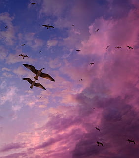 flying seagulls under purple sky, flight, cloud, stol, birds HD wallpaper