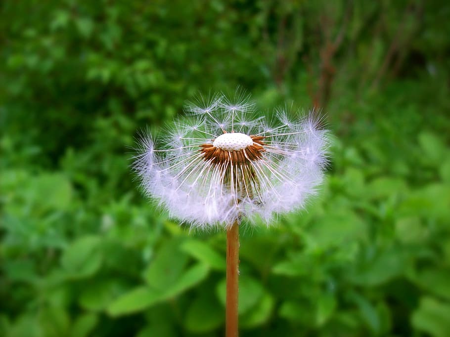 Dandelion, Flower, Spring, sead head, plant, field, season HD wallpaper