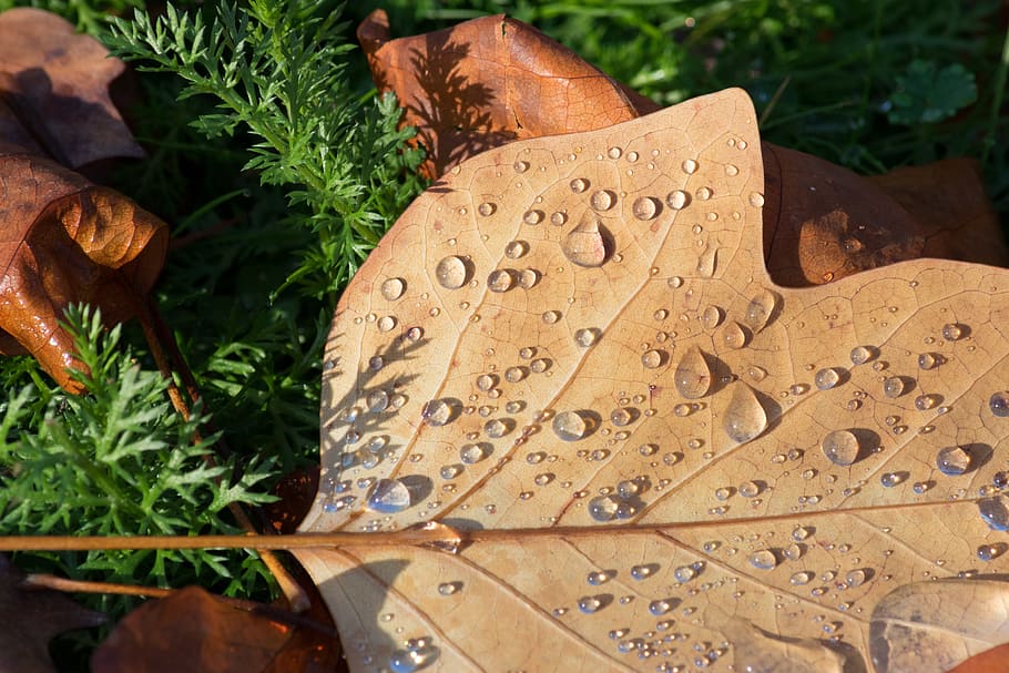 raindrops, leave, leaves, fall, texture, water, wet, nature HD wallpaper
