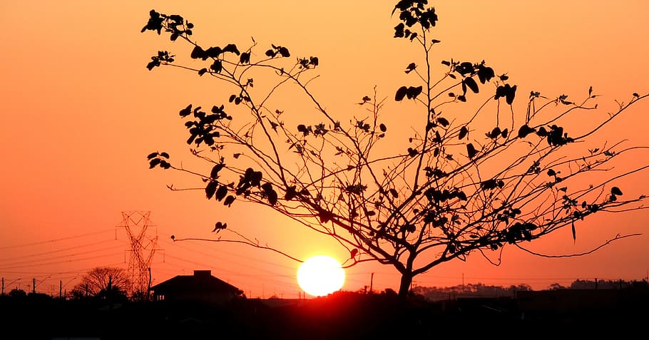 Tree, Sunset, Sol, Light, against light, silhouette, orange color HD wallpaper