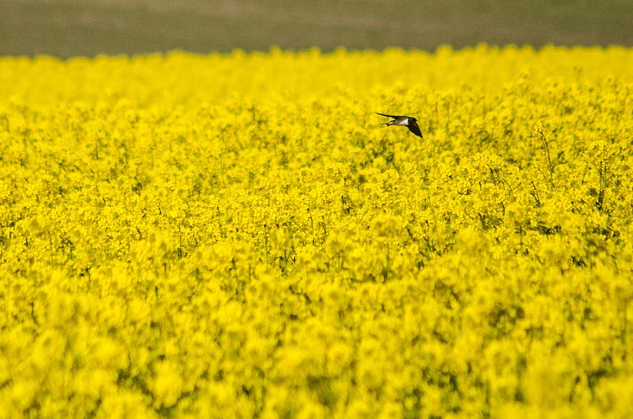 swallow, rapeseed, spring, yellow, field, nature, flower, landscape HD wallpaper