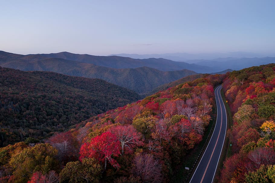 concrete road surrounded by trees, red and green leafed trees under blue sky photography HD wallpaper
