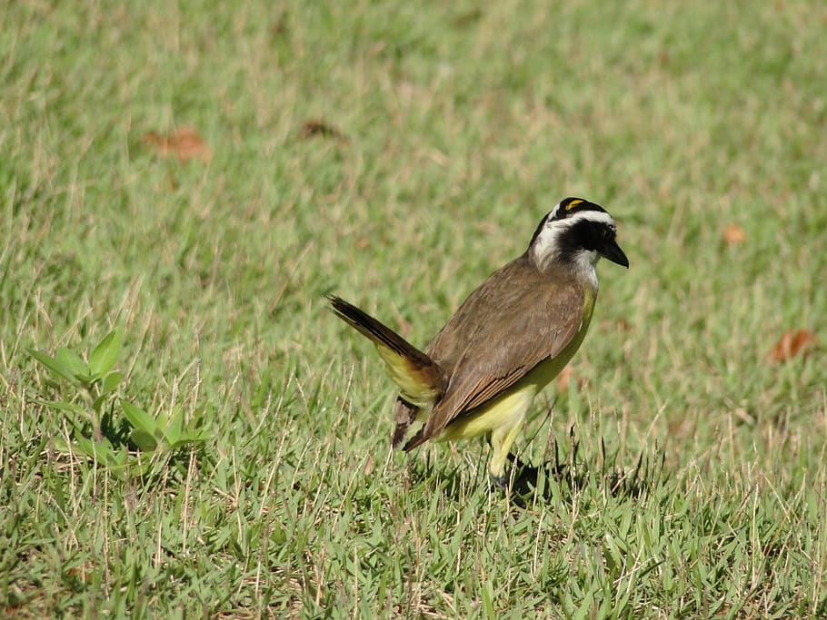 bird, bem-te-vi, grass, animal themes, animal wildlife, animals in the wild HD wallpaper