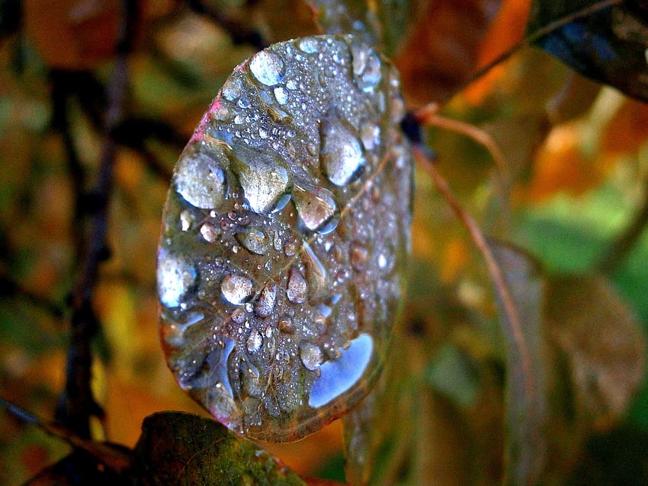 morgentau, dew, dewdrop, water, morning, colorful, drop of water HD wallpaper