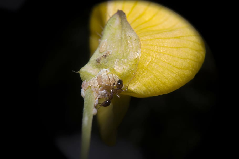ant, yellow, material, macro, flower, insect, properties, wildlife HD wallpaper