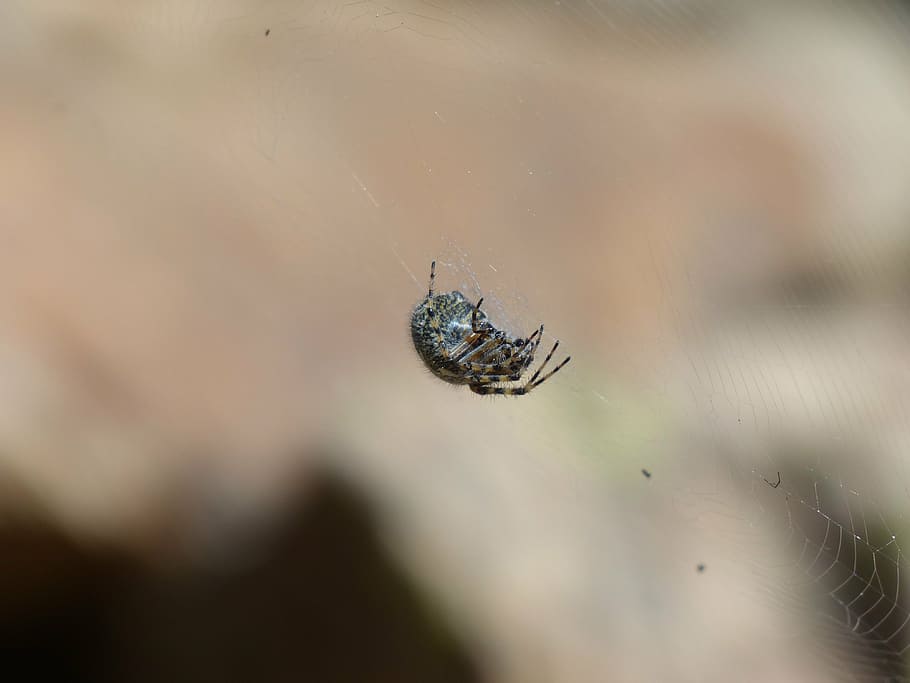 spider, cobweb, oakleaf orb weavers, oakleaf kreuzspinne, aculepeira ceropegia, HD wallpaper