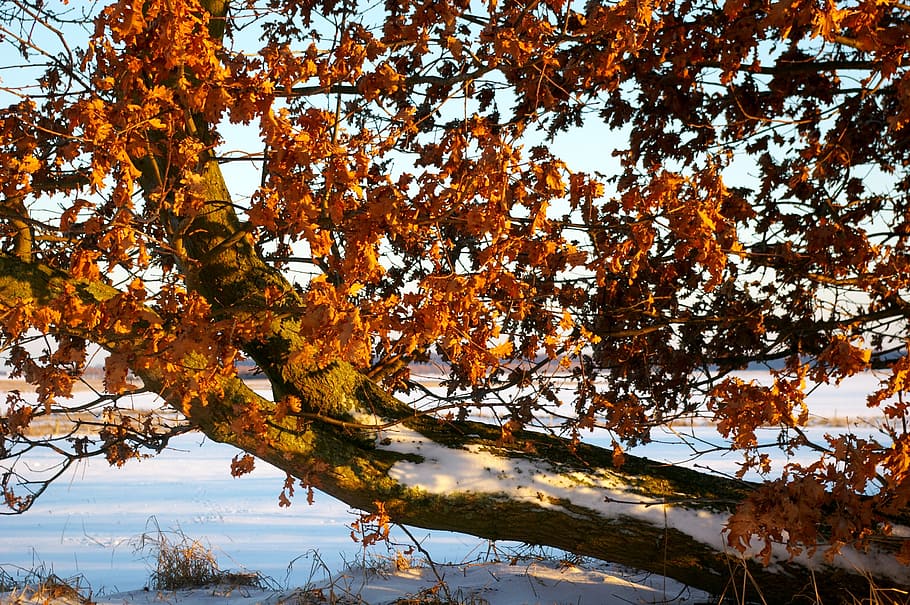 snowy, winter, wintry, branch, winter mood, landscape, winter magic HD wallpaper