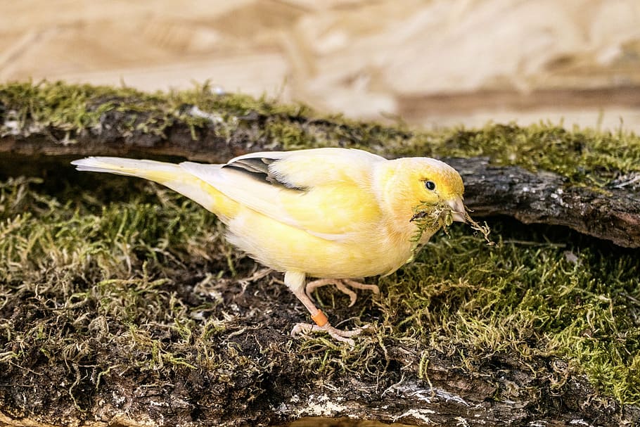 bird, canary, yellow, moss, nature, spring, wing, bill, animal world HD wallpaper