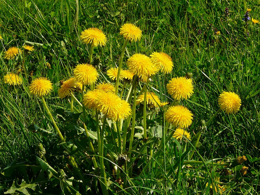 dandelion, meadow, grass, pointed flower, nature, yellow, blossom HD wallpaper