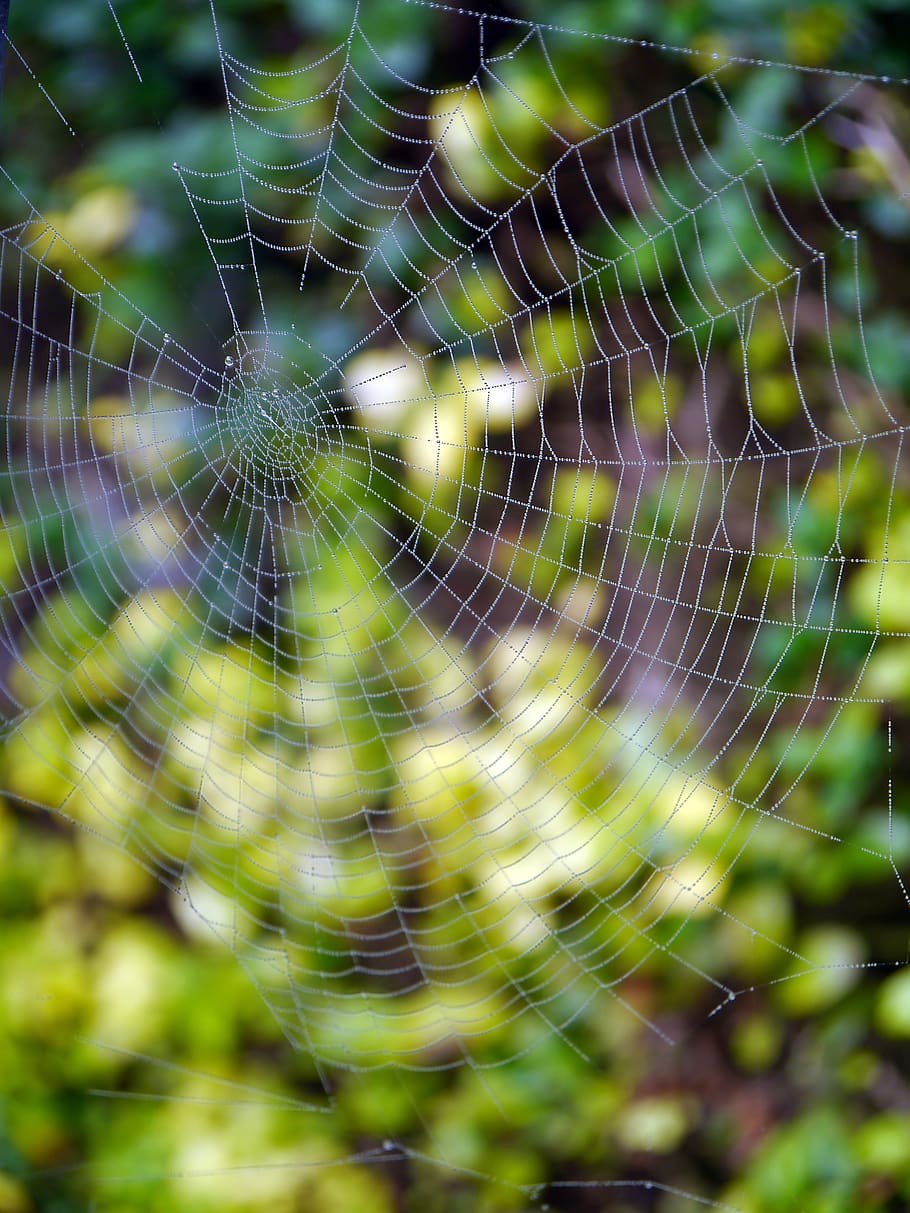 spider web, cobweb, nature, spiderweb, natural, design, pattern HD wallpaper
