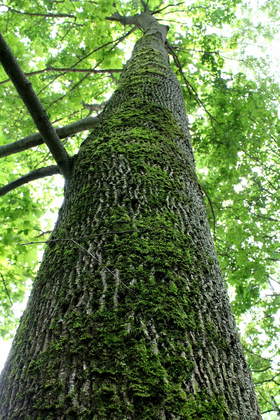 tree, trunk, moss, tall tree, bark, tree bark, forest, plant HD wallpaper