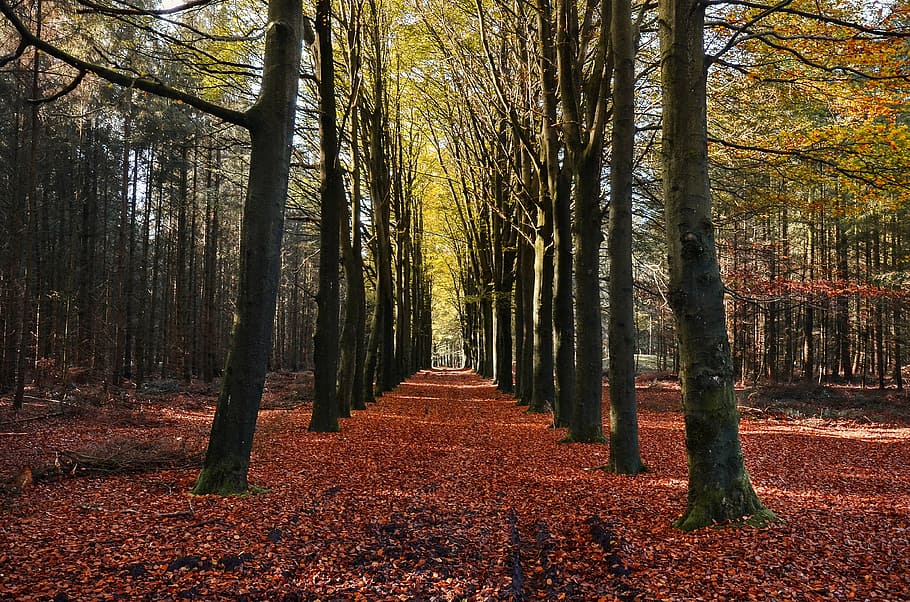 autumn, tree, forest, nature, leaf, outdoors, season, yellow HD wallpaper