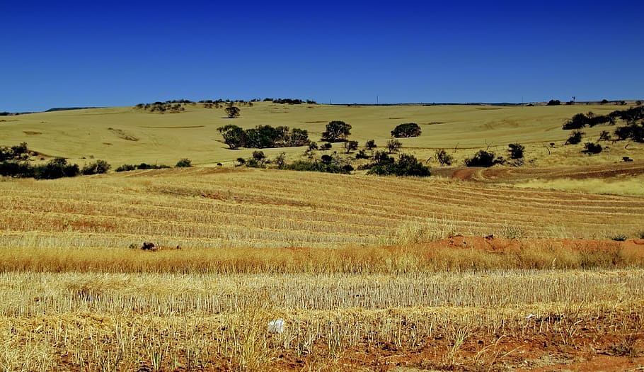 Australia, Farm, Rural, Wheat, Field, hill, nature, outside, HD wallpaper