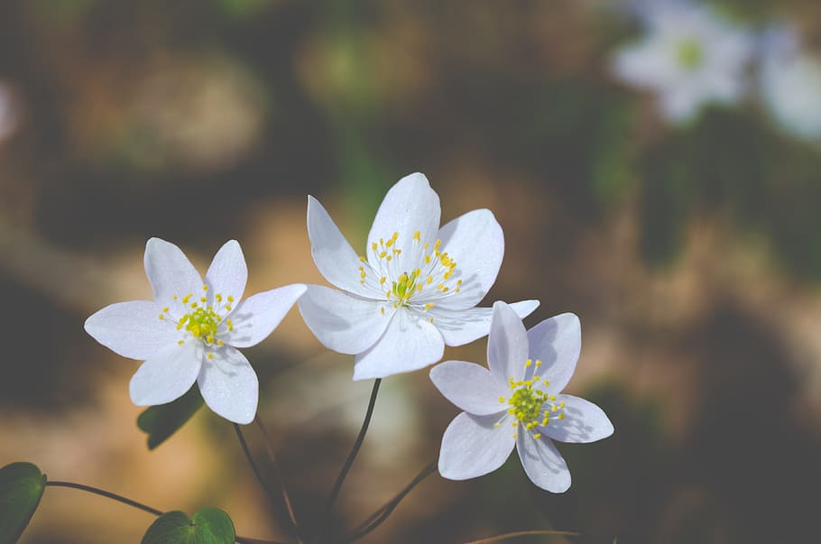flowers, wild, spring, white, petals, nature, flowering plant HD wallpaper