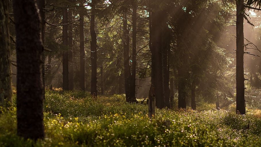 low-light photo of forest, forest during daytime, nature, tree HD wallpaper