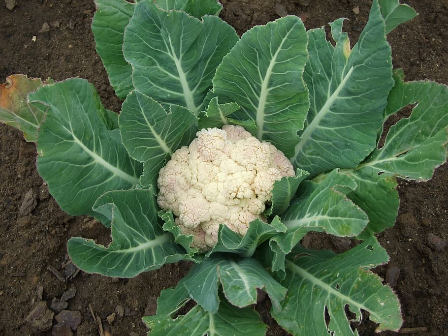 cauliflower on ground, vegetables, food, organic, freshness HD wallpaper