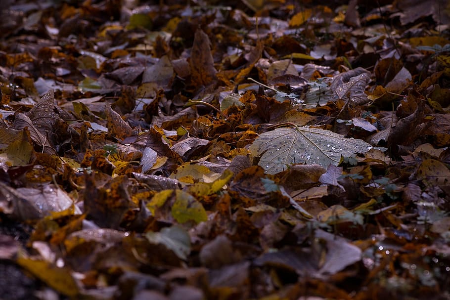 autumn, leaves, ground, fall foliage, colored, fall color, true leaves HD wallpaper