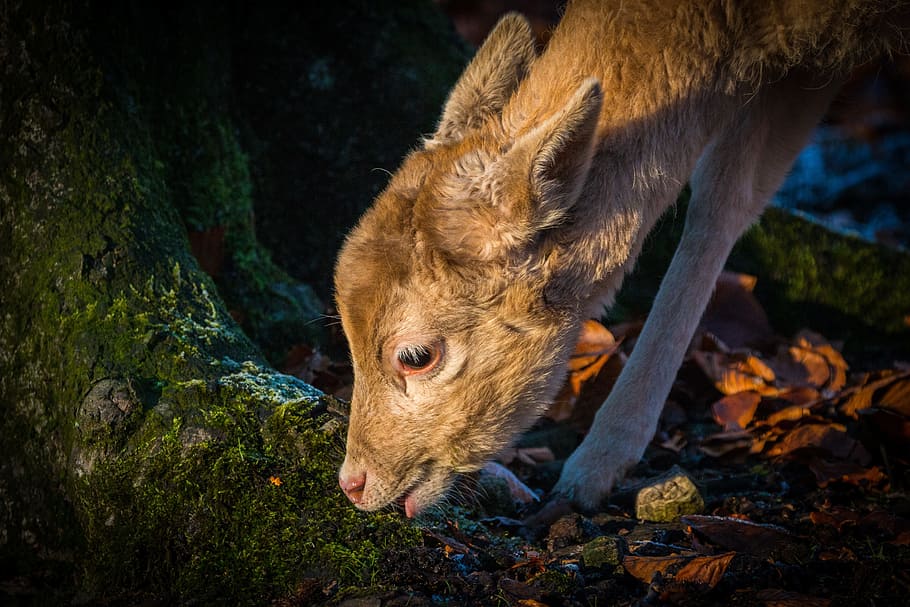 brown animal eating grass during daytime, roe deer, hirsch HD wallpaper