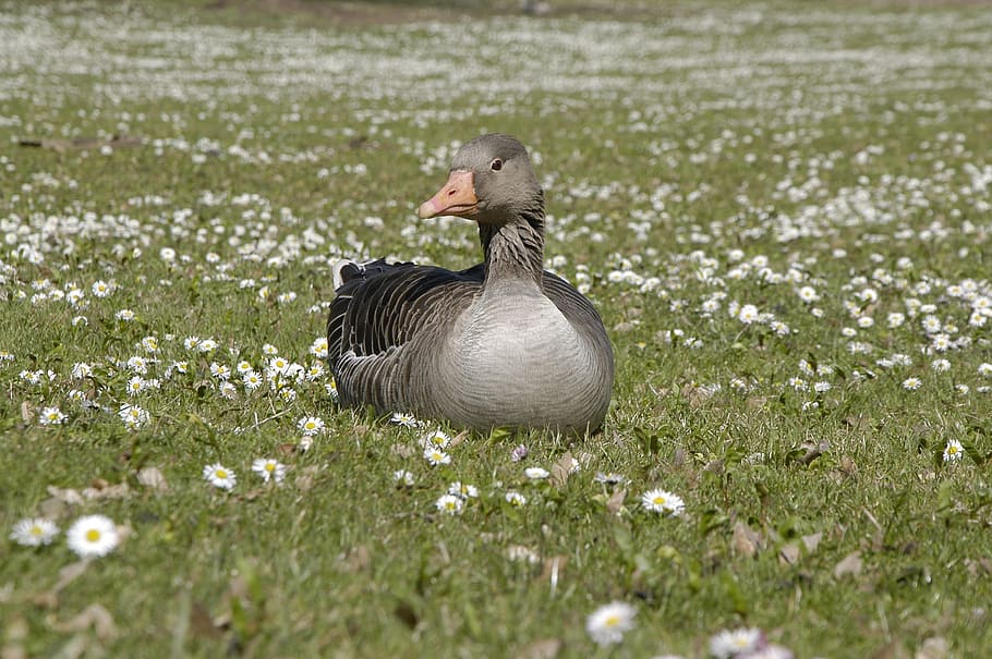 Duck, Spring, Park, bird, animals in the wild, animal themes HD wallpaper