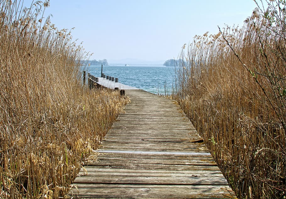 web, reed, nature, water, boardwalk, waters, lake, bank, mood HD wallpaper