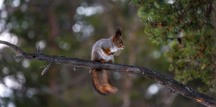 photo of brown and gray squirrel, red, tree, funny, curious, cute