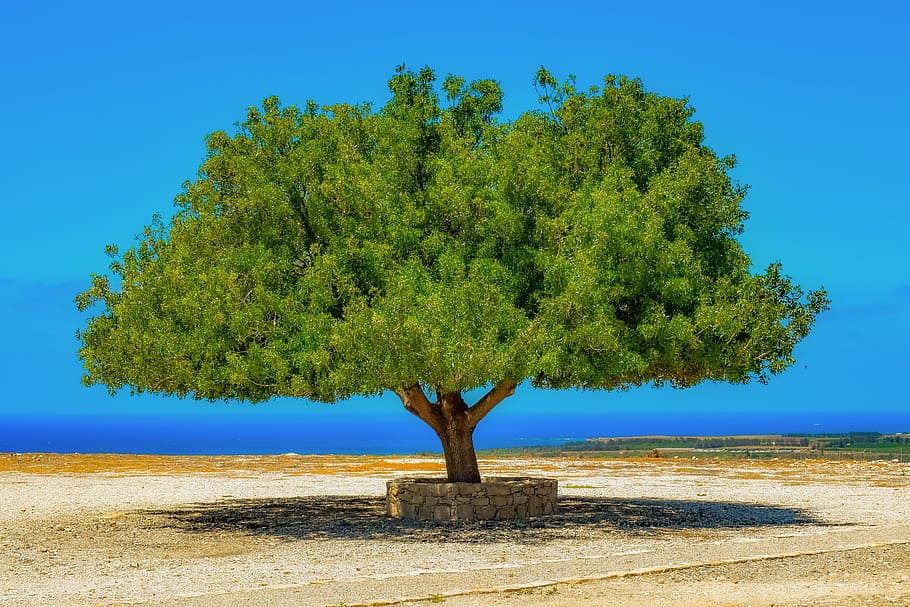 green tree, landscape, horizon, sky, scenery, mediterranean HD wallpaper