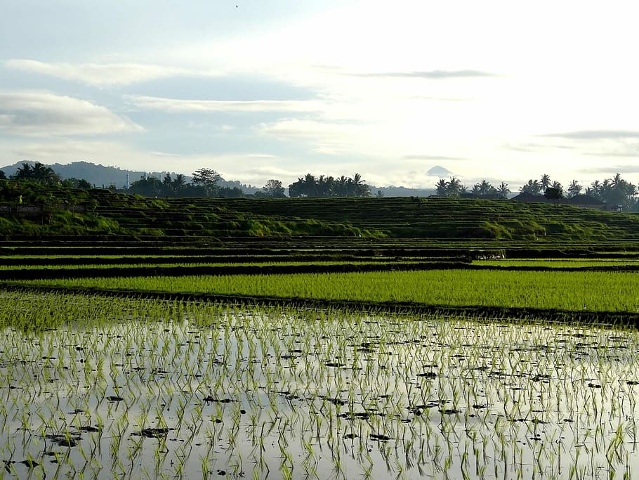rice field, photo of rice field, marsh, water, green, grass, mountain HD wallpaper