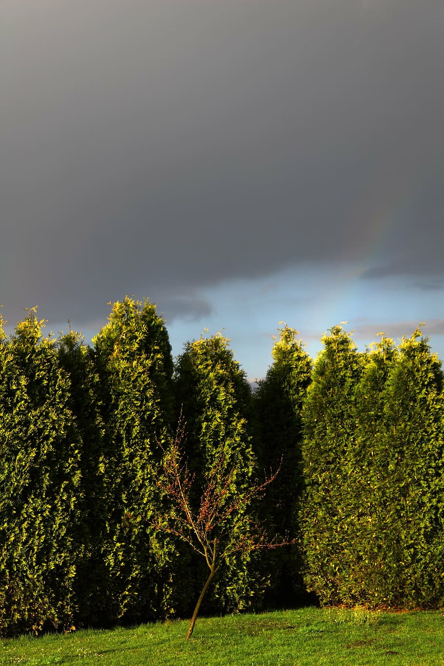 garden, tree, dark, clouds, landscape, nature, sky, the background HD wallpaper
