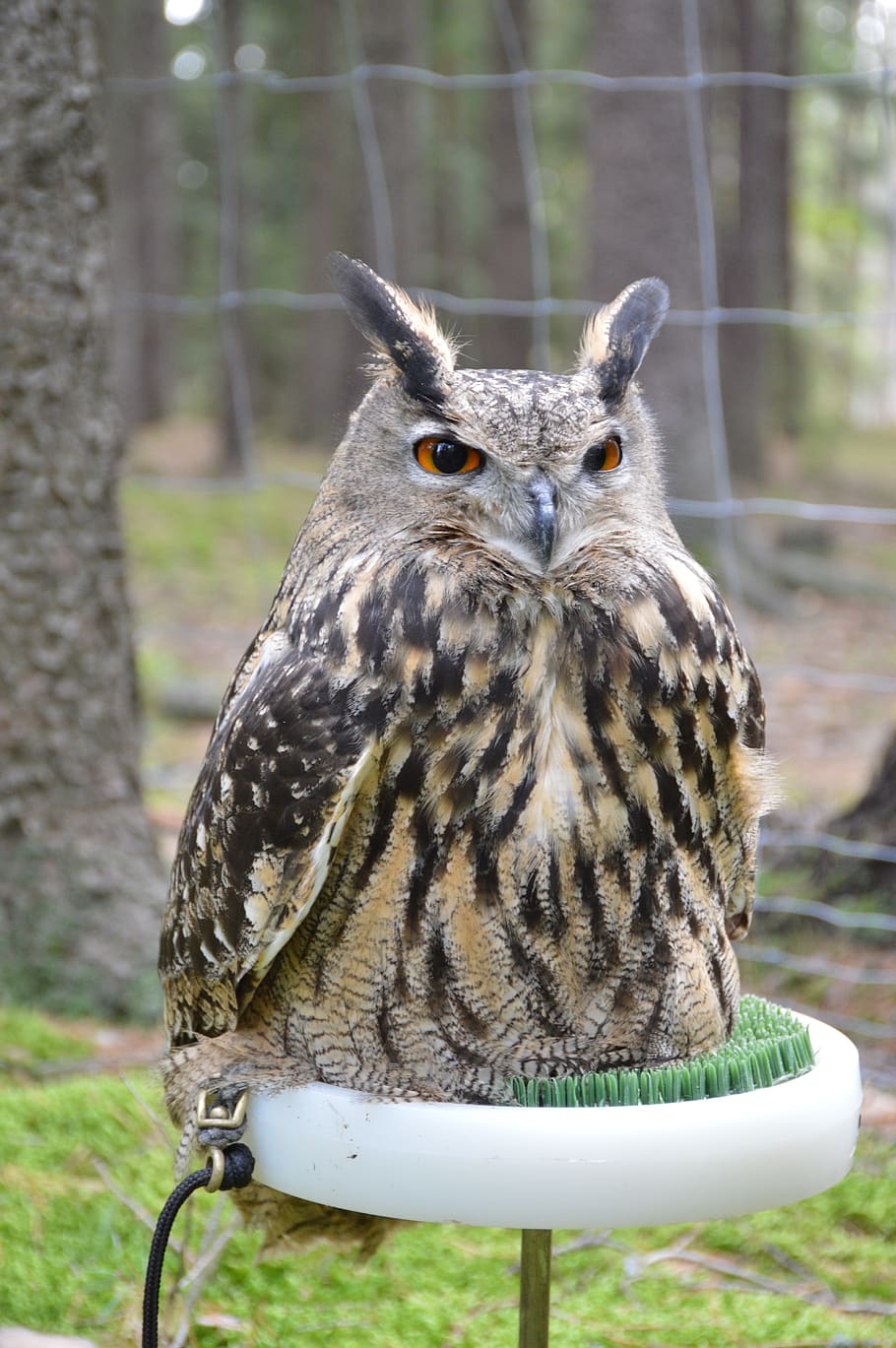 bird, predator, sitting, feather, beak, forest, wild, owl, night bird HD wallpaper