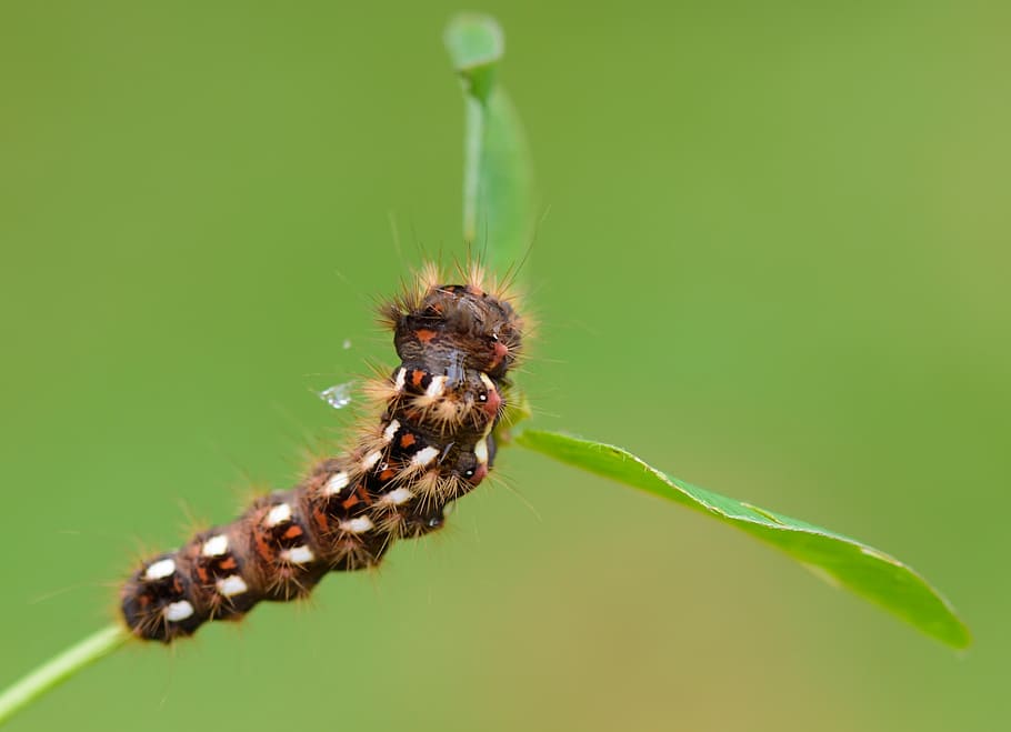 caterpillar, insects, nature, background, green, life, summer HD wallpaper