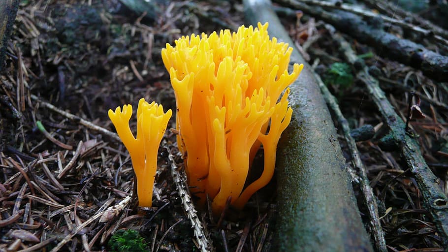 mushroom, fungus, ergot, yellow, food, natural, edible, forest