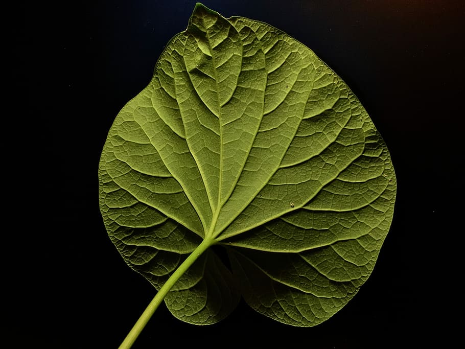 leaf, ribbing, nature, green, green leaf, plant part, green color HD wallpaper