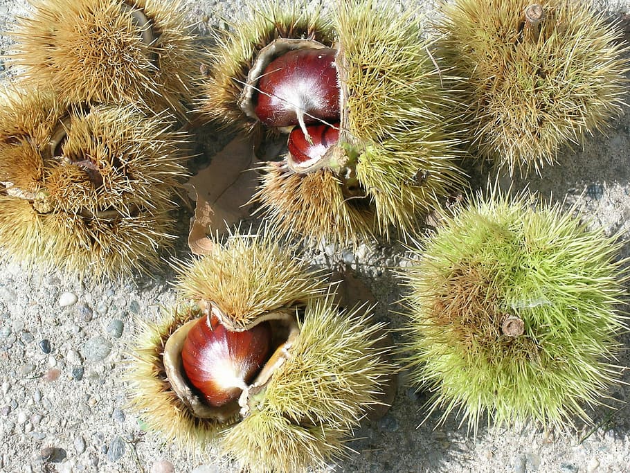 chestnuts, curly, autumn, food and drink, no people, healthy eating HD wallpaper