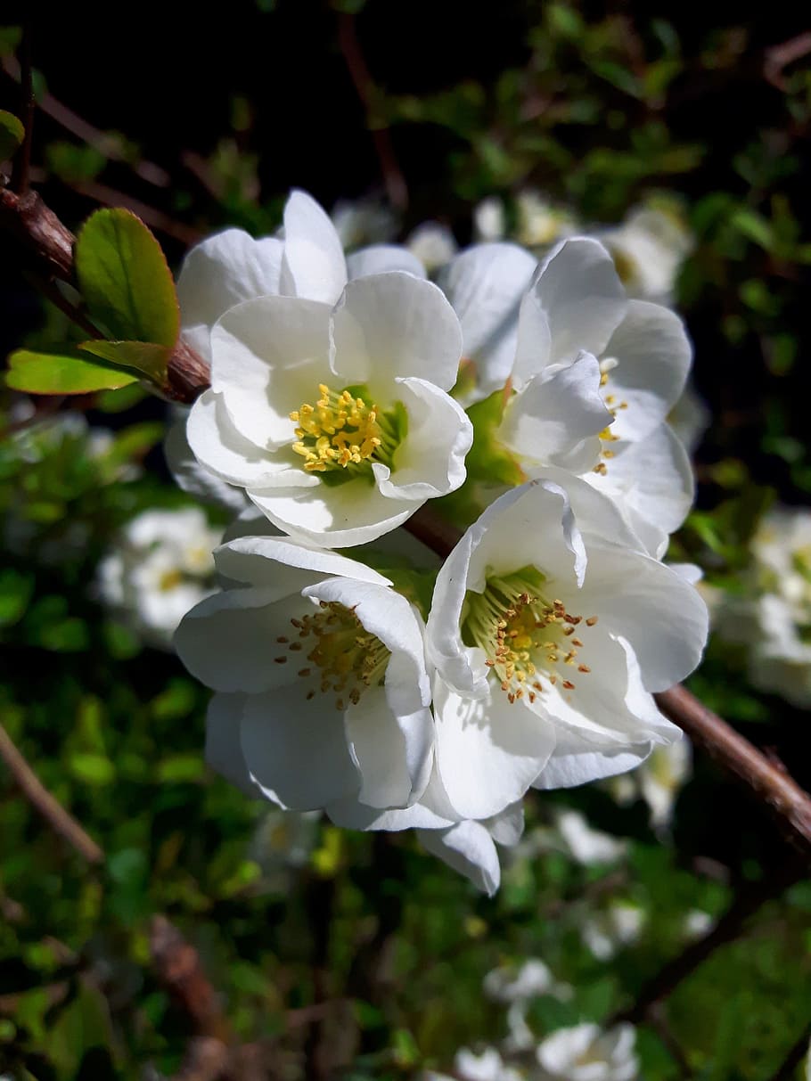 Nature, Spring Flowers, white, bloom, white color, petal, no people HD wallpaper