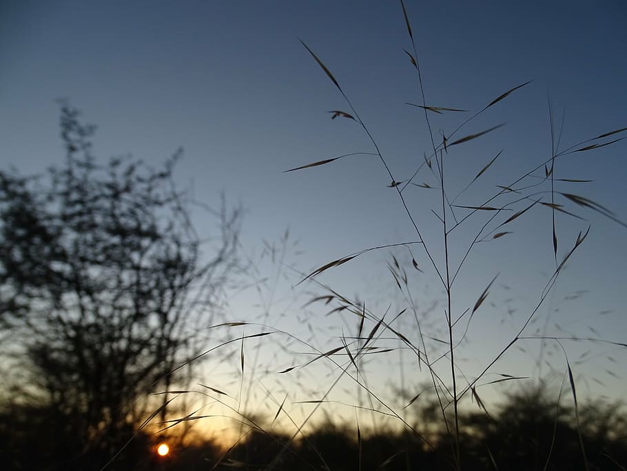 sun, morning, grass, plant, sky, growth, nature, beauty in nature HD wallpaper